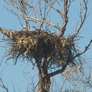 Wedge-tailed eagle nest