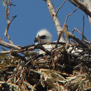 Wedge-tailed eagle chick