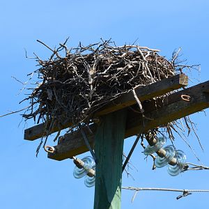 Osprey nest
