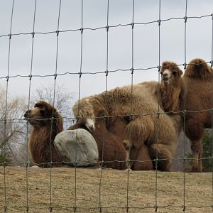 Bactrian Camel