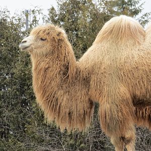 Bactrian Camel