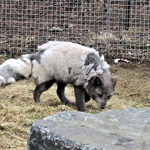 Arctic Fox
