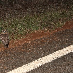 Southern Boobook (Ninox boobook)
