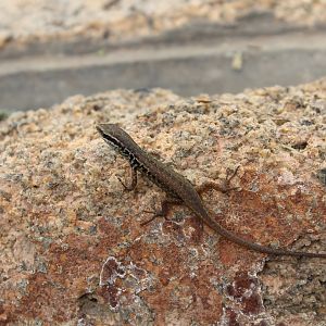 Closed-litter Rainbow-skink (Carlia longipes)