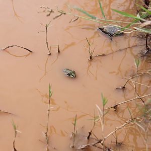 Striped Burrowing Frog (Cyclorana alboguttata)