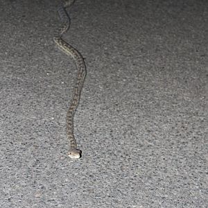 Amethystine Python (Morelia amethistina)