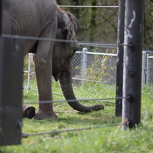 Grass is greener on the other side