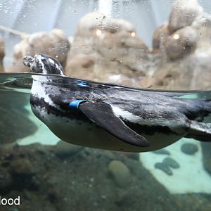 humboldt penguin
