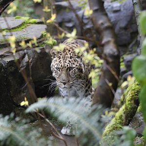 amur leopard in forest