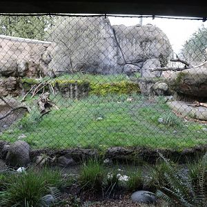 caracal exhibit