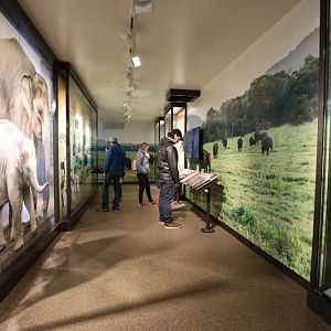 Asian elephant building