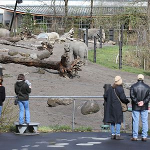 Asian elephant north yard
