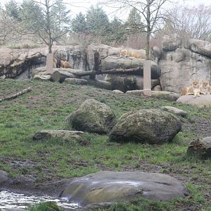 lion exhibit