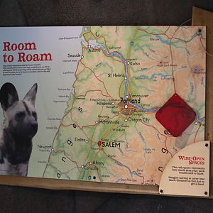 painted dog graphic (excellent)