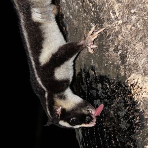 Striped Possum (Dactylopsila trivirgata)
