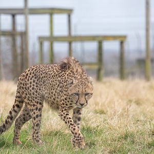 Cheetah : Hamerton : 01 Apr 2018