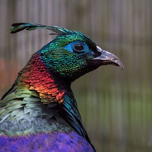 Himalayan monal : Hamerton : 01 Apr 2018