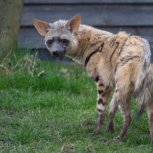 Eastern aardwolf : Hamerton : 01 Apr 2018
