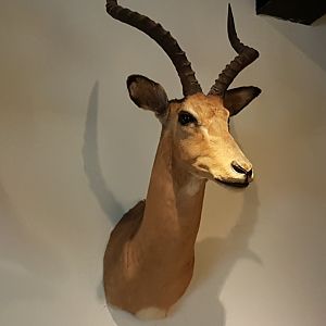 Antilope-trophy ID