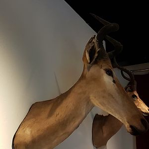Antilope-trophy ID