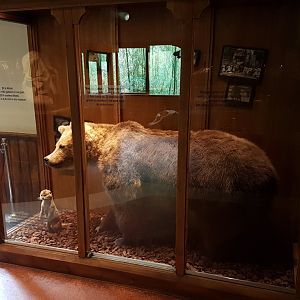 Brown bear - otter display