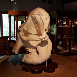 Elephant-skull