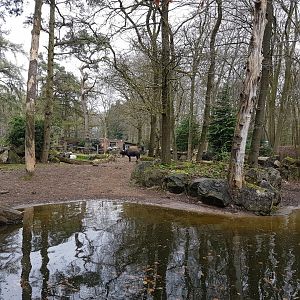 Cape buffalo-enclosure