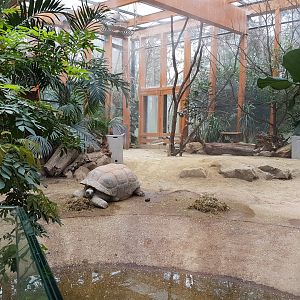 Indoor-enclosure Aldabra giant tortoise