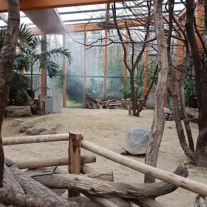 Indoor-enclosure Aldabra giant tortoise