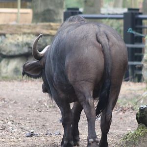 Cape buffalo - backside