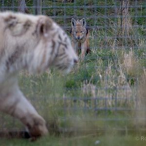 Black-backed jackal; white tiger : Hamerton : 01 Apr 2018