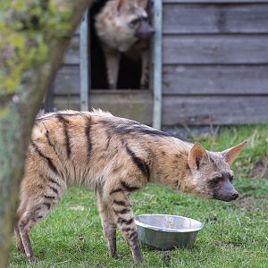Eastern aardwolf : Hamerton : 01 Apr 2018