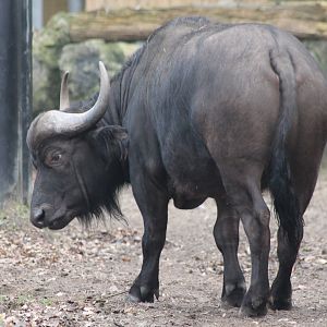Cape buffalo