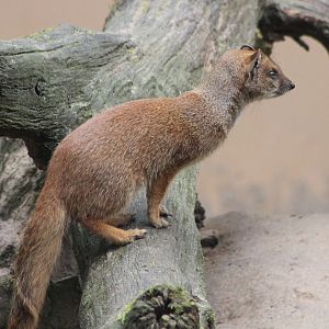 Yellow mongoose