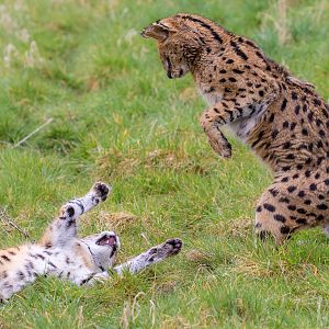 Serval : Hamerton : 01 Apr 2018