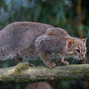 Rusty-spotted cat : Hamerton : 01 Apr 2018