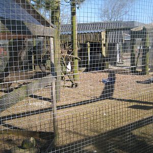 Dyreparken NBV - Free-flight aviary