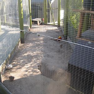 Dyreparken NBV - Pheasant aviary