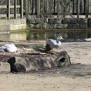 Bar-headed geese