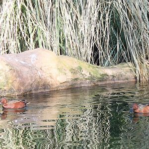 Cinnamon teals