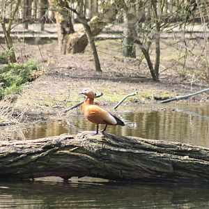 Ruddy shelduck