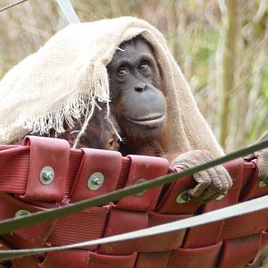 Bornean orangutans, April 2018