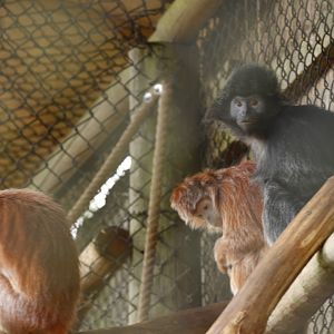 Javan Lutung (Trachypithecus auratus)