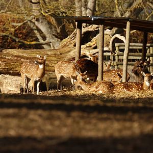 Chital, hog deer and nilgai