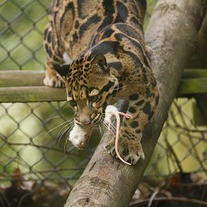 Indochinese clouded leopard (Neofelis nebulosa nebulosa)