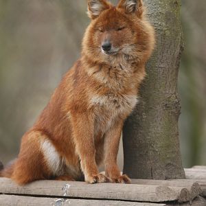 Chinese dhole (Cuon alpinus lepturus)
