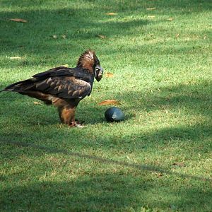 Black-breasted Buzzard
