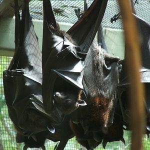 Black Flying-Foxes