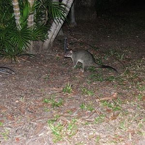 Arnhem Land Possum