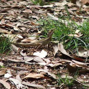 Unknown species of dragon